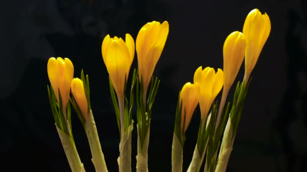 Timelapse crocus kvetení na černé a modré pozadí Timelapse — Stock video