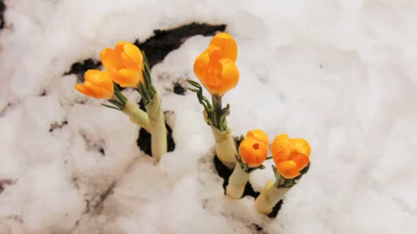Timelapse de flor de azafrán que crece de la nieve Timelapse — Vídeos de Stock