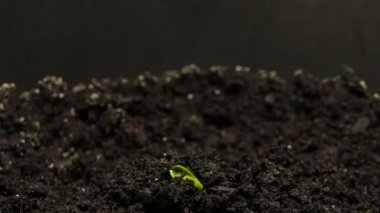 Büyüyen yeşil salatalık bitki zaman atlamalı. Büyüyen, Closeup doğa shoot Timelapse.