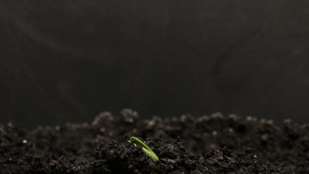 Cultivando planta de feijão verde. Timelapse crescente, close-up tiro natureza . — Vídeo de Stock