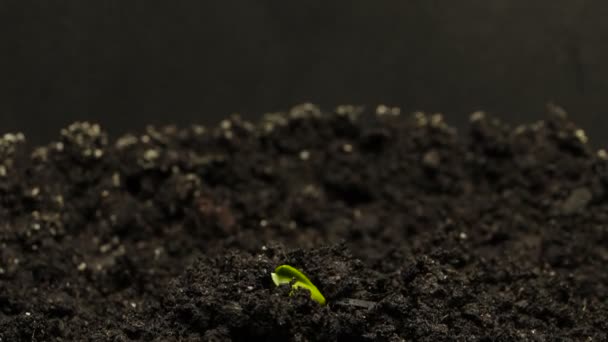 Cultiver le concombre vert plante laps de temps. Timelapse croissance, Gros plan sur la nature pousse . — Video