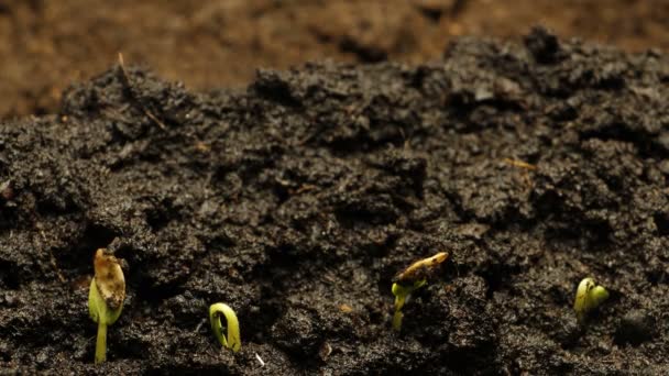 Groeiende groene komkommer plant time-lapse. Timelapse groeien, close-up natuur schieten. — Stockvideo