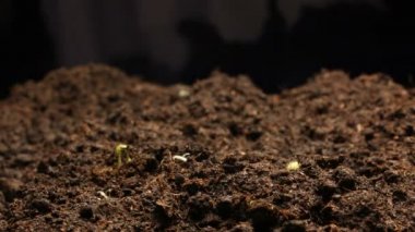 Yeşil salatalık bitki yetiştirme. Büyüyen, Closeup doğa shoot Timelapse.