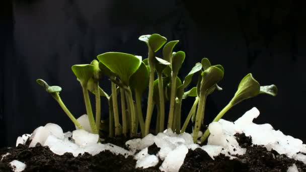 Groeien uit sneeuw komkommer Bean zaden landbouw Timelapse — Stockvideo