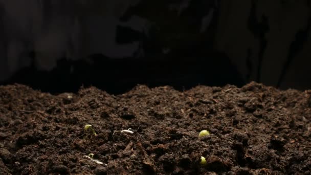 Crescente pianta di cetriolo verde. Timelapse crescente, Primo piano riprese naturalistiche . — Video Stock