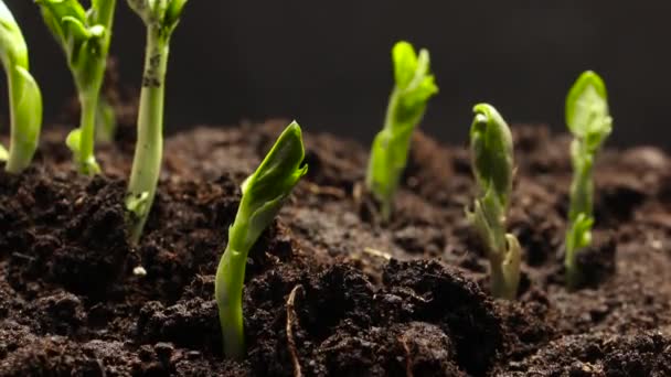 地面からの野菜の種の成長または発芽の時間経過 — ストック動画