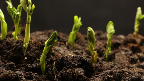 Caducidad temporal de las semillas vegetales que crecen o brotan del suelo — Vídeos de Stock