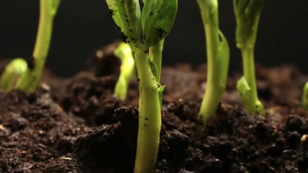 地面からの野菜の種の成長または発芽の時間経過 — ストック動画