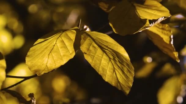 Herfst bladeren natuur achtergrond, blad schommelen op een boom in het herfstpark. Vallen. Herfst kleurrijk park. — Stockvideo