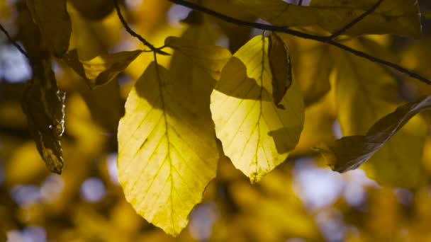 Το φθινόπωρο αφήνει το φόντο της φύσης, το φύλλο αιωρείται σε ένα δέντρο στο φθινοπωρινό πάρκο. Πτώση. Φθινόπωρο πολύχρωμο πάρκο. — Αρχείο Βίντεο