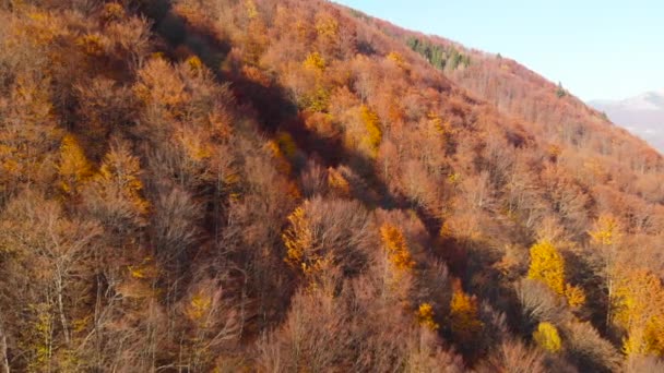 Fuga dei droni della foresta autunnale. Foglie e alberi d'autunno. Arancione, rosso, giallo e verde bella scena . — Video Stock