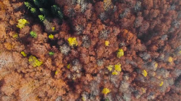 Otoño bosque Drone vuelo. Hojas y árboles otoñales. Naranja, rojo, amarillo y verde hermosa escena . — Vídeo de stock