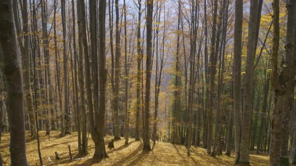 Kouzelný horský podzimní les se stromy rostoucími na kopcích. Teplé sluneční paprsky osvětlující kmeny a krásné rostliny. — Stock video