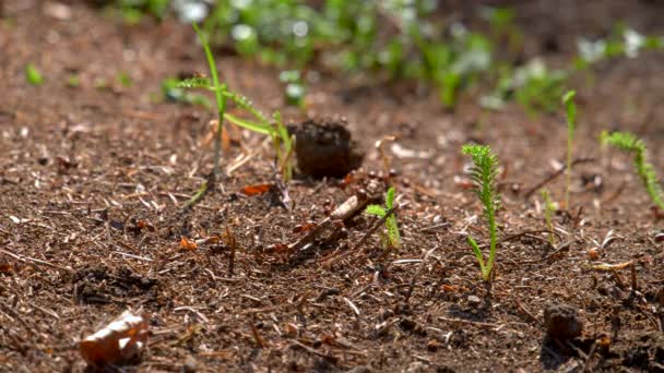 Αποικία μυρμηγκιών στην άγρια ζωή. Μεγάλο Anthill στο δάσος γκρο πλαν. Φυσικό περιβάλλον — Αρχείο Βίντεο
