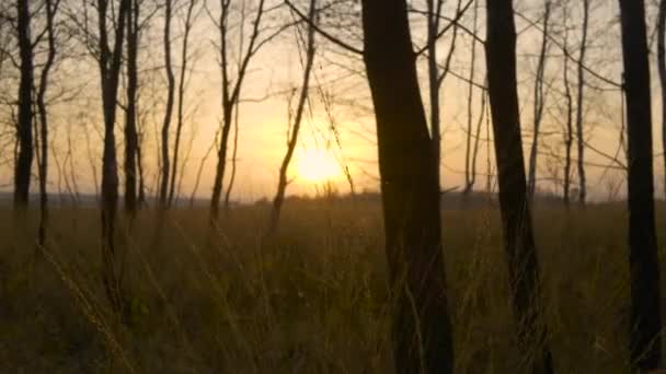 Jesienny las o zachodzie słońca. Krajobraz i tło przyrody — Wideo stockowe