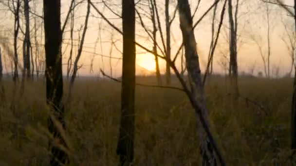 Φθινοπωρινό δάσος το ηλιοβασίλεμα. Φυσικό τοπίο και υπόβαθρο — Αρχείο Βίντεο
