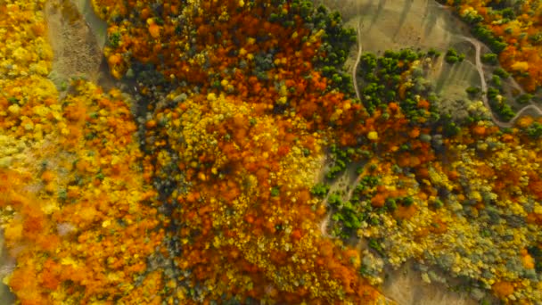 Lot dronem nad jesiennym lasem. Jesienne liście i drzewa. pomarańczowy, czerwony, żółty i zielony piękna scena. — Wideo stockowe
