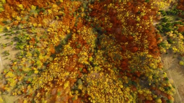 Let dronem přes podzimní les. Podzimní listí a stromy. Oranžová, červená, žlutá a zelená krásná scéna. — Stock video