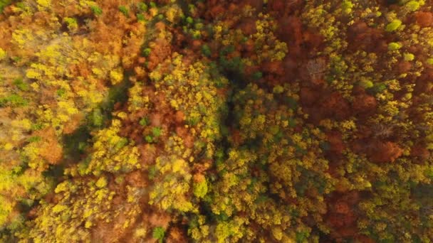 Lot dronem nad jesiennym lasem. Jesienne liście i drzewa. pomarańczowy, czerwony, żółty i zielony piękna scena. — Wideo stockowe