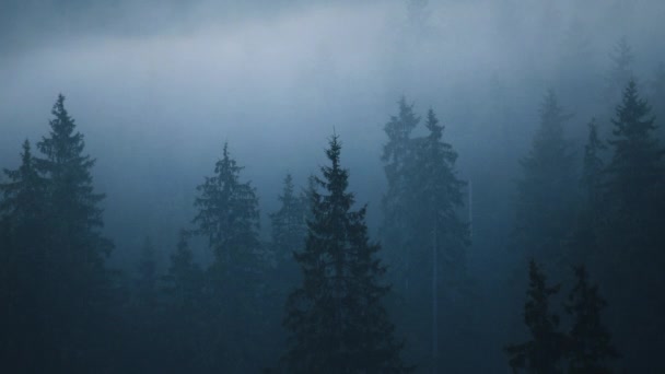 Sílhuetas da floresta de árvores. Nevoeiro e neblina paisagem florestal — Vídeo de Stock