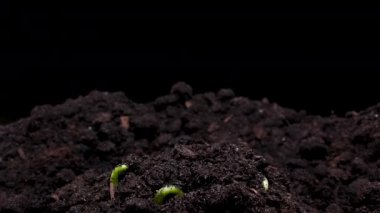 Tohum filizlendirme Tarım Tarım İlkbaharı Yaz Bitkisi Zamanlaması