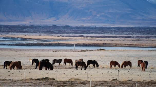 Caballo en Mountaine. Caballo salvaje en la campiña islandesa . — Vídeo de stock