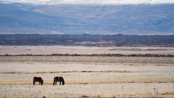 Caballo en Mountaine. Caballo salvaje en la campiña islandesa . — Vídeos de Stock