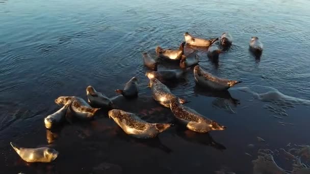 アシカコロニー。野生動物多くのシール、毛皮のシール、日没のウォーキングサンディビーチ. — ストック動画