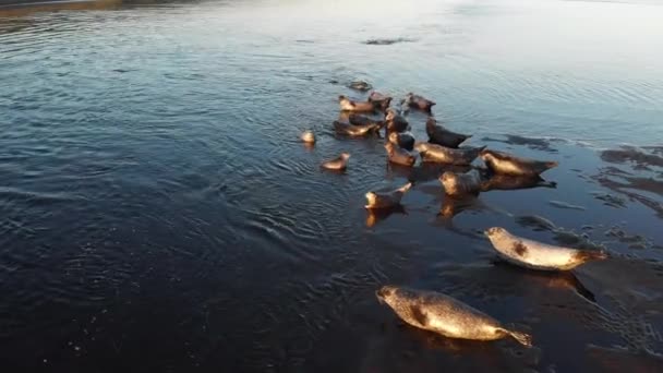 アシカコロニー。野生動物多くのシール、毛皮のシール、日没のウォーキングサンディビーチ. — ストック動画