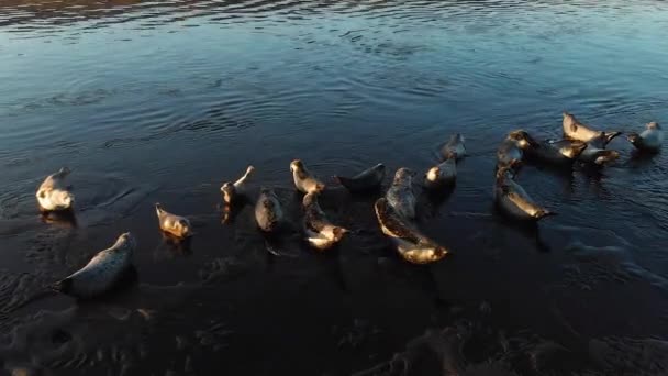 Zeeleeuwen kolonie. Wilde dieren. Veel zeehonden, pelsrobben, Wandelen in zonsondergang Sandy Beach. — Stockvideo