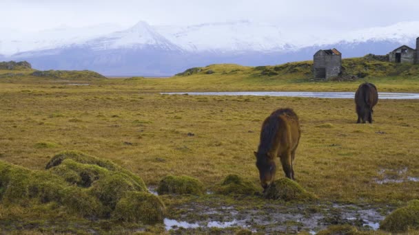 Caballo en Mountaine. Caballo salvaje en la campiña islandesa . — Vídeo de stock