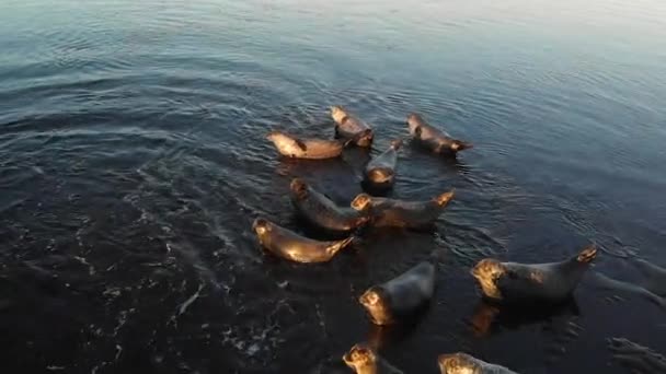 Wildtiere. Seelöwenkolonie. viele Robben, Pelzrobben, Spaziergänge am Sandstrand bei Sonnenuntergang. — Stockvideo