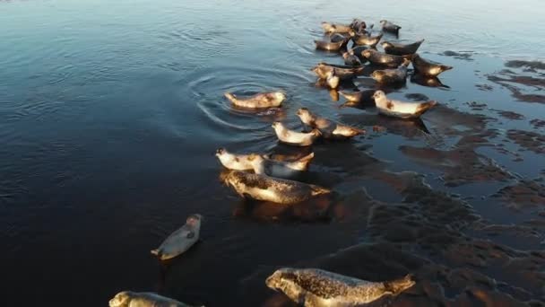 Дикая природа. Колония Морских львов. Много тюленей, меховая печать, прогулки на закате песчаный пляж . — стоковое видео