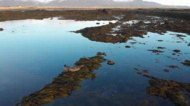 Vahşi yaşam. Deniz Aslanı Kolonisi. Birçok fok, kürk foku, gün batımında yürüyüş.