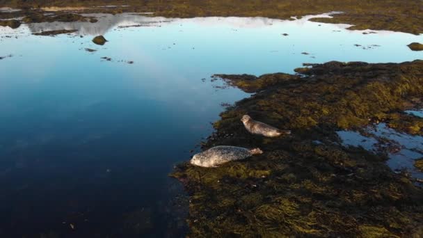 Fauna selvatica. Colonia di leoni marini. Molti sigilli, sigillo di pelliccia, camminare al tramonto — Video Stock