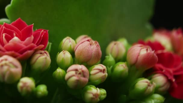 Bloemenopening in de lente. Mooie lente Red Blossom open timelapse, Extreme close-up. — Stockvideo
