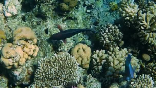 Korallrev med havsfiskar Undervattens havsutsikt — Stockvideo