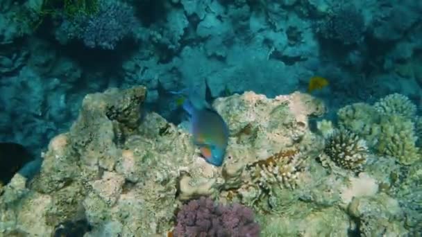 Récif corallien avec poissons de mer Paysage marin sous-marin — Video