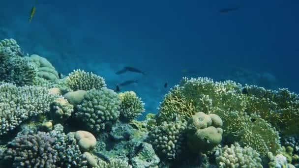 Korálový útes s mořskými rybami Podmořský plášť — Stock video