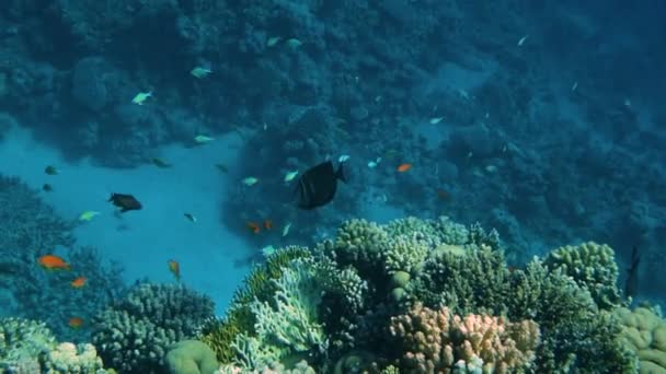 Korallenriff mit Meeresfischen unter Wasser — Stockvideo