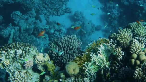 海の魚とサンゴのリーフ水中の海景 — ストック動画