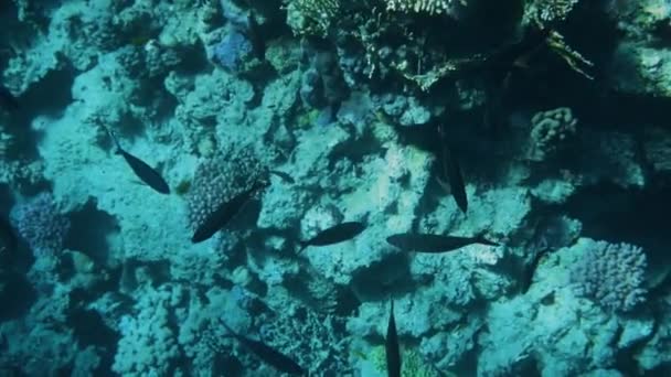 Arrecife de coral con peces marinos Paisaje marino submarino — Vídeo de stock