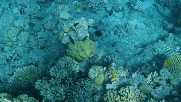 Підводний кораловий риф з рибою — стокове відео