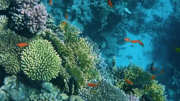 Recife de Coral Subaquático com Peixes Seascape — Vídeo de Stock