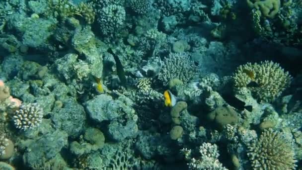Podwodna rafa koralowa z przylądkiem ryb — Wideo stockowe