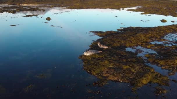 Колония морских львов гуляет по пляжу Исландии — стоковое видео