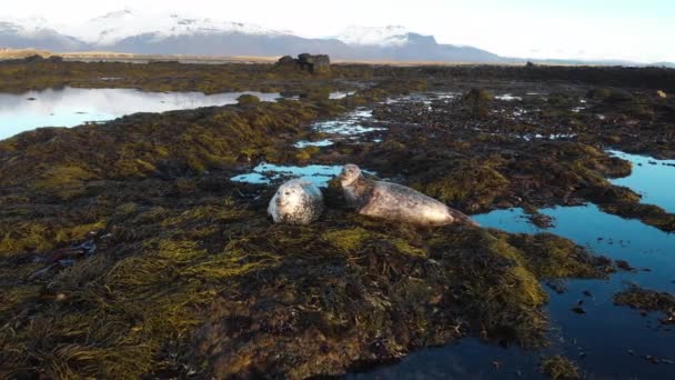 Colonia de leones marinos Vida silvestre Caminando en la playa Islandia — Vídeo de stock