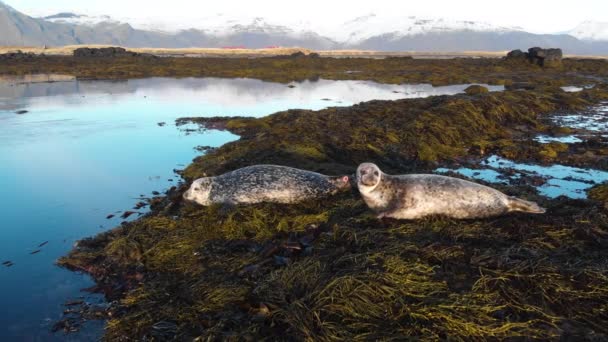 Колония морских львов гуляет по пляжной дикой природе Исландии — стоковое видео