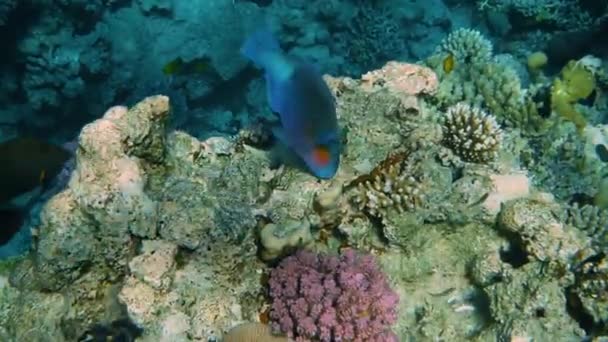Unterwasser-Korallenriff mit Fischen Meereslandschaft — Stockvideo