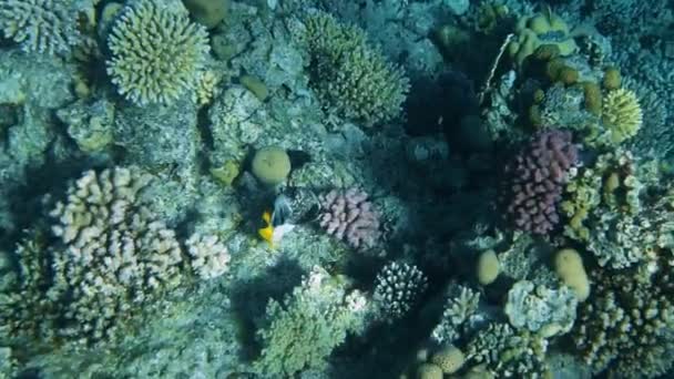 海の魚とサンゴのリーフ水中の海景 — ストック動画